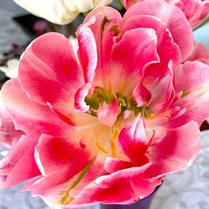 Meet your Posher, Yulia